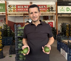 alanya-avokadosunda-rekolte-beklentisi-1-1035254-307240-1.jpg