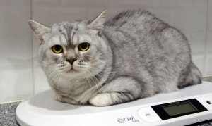 anemi-hastasi-kedi-nazli-donor-caspe-976674-290059.jpg