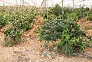 antalya-tuketicimiz-yerli-mangoyu-ter-836086-247791-1.jpg