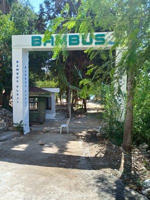 bambus1.jpg