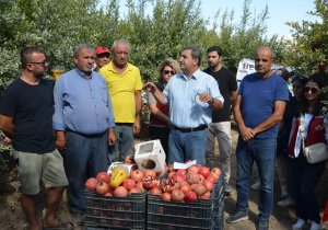 serikte-nar-hasadi-basladi-950139-282099.jpg