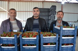 serikte-turfanda-cilek-hasadi-basladi-1064602-315889.jpg