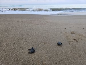 yavru-caretta-sezonu-basladi-850637-252304.jpg