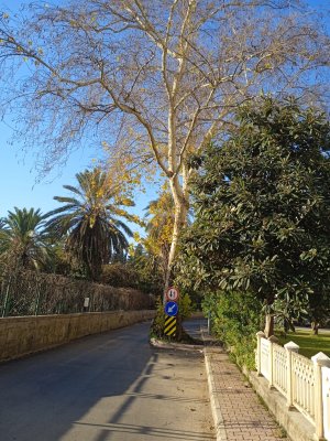 yoldaki-kavaklar3.jpg